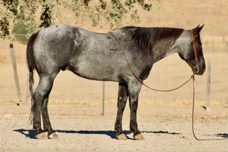 HD MR PICKLES (PICKLES), 10yo AQHA Quarter Horse gelding, 14.3hh