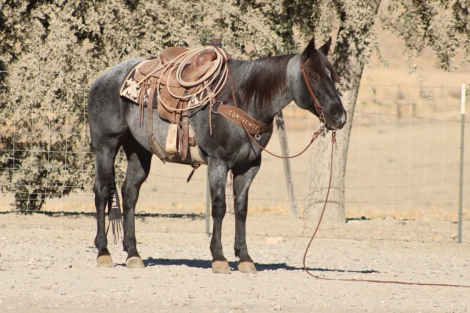 HD MR PICKLES (PICKLES), 10yo AQHA Quarter Horse gelding, 14.3hh