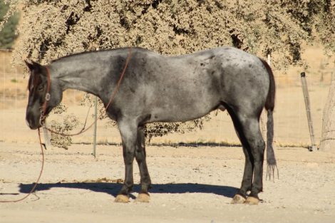 HD MR PICKLES (PICKLES), 10yo AQHA Quarter Horse gelding, 14.3hh