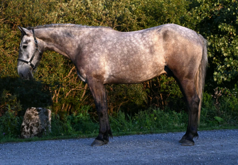 CAPTAIN, 4yo Draft Horse gelding, 16.2hh
