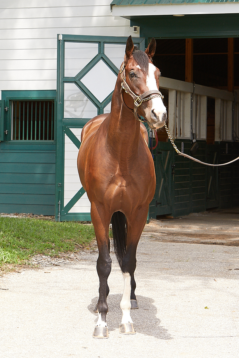 Orville's Map, 3yo Thoroughbred gelding, 15.3hh