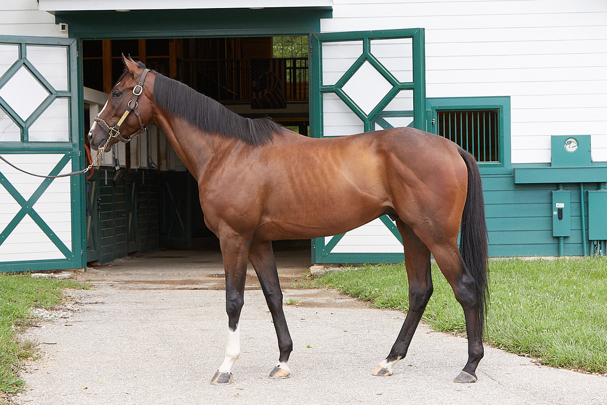 Orville's Map, 3yo Thoroughbred gelding, 15.3hh