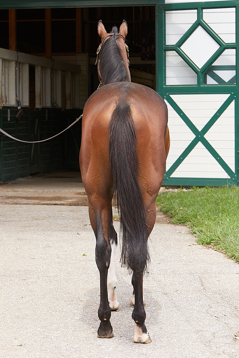 Orville's Map, 3yo Thoroughbred gelding, 15.3hh
