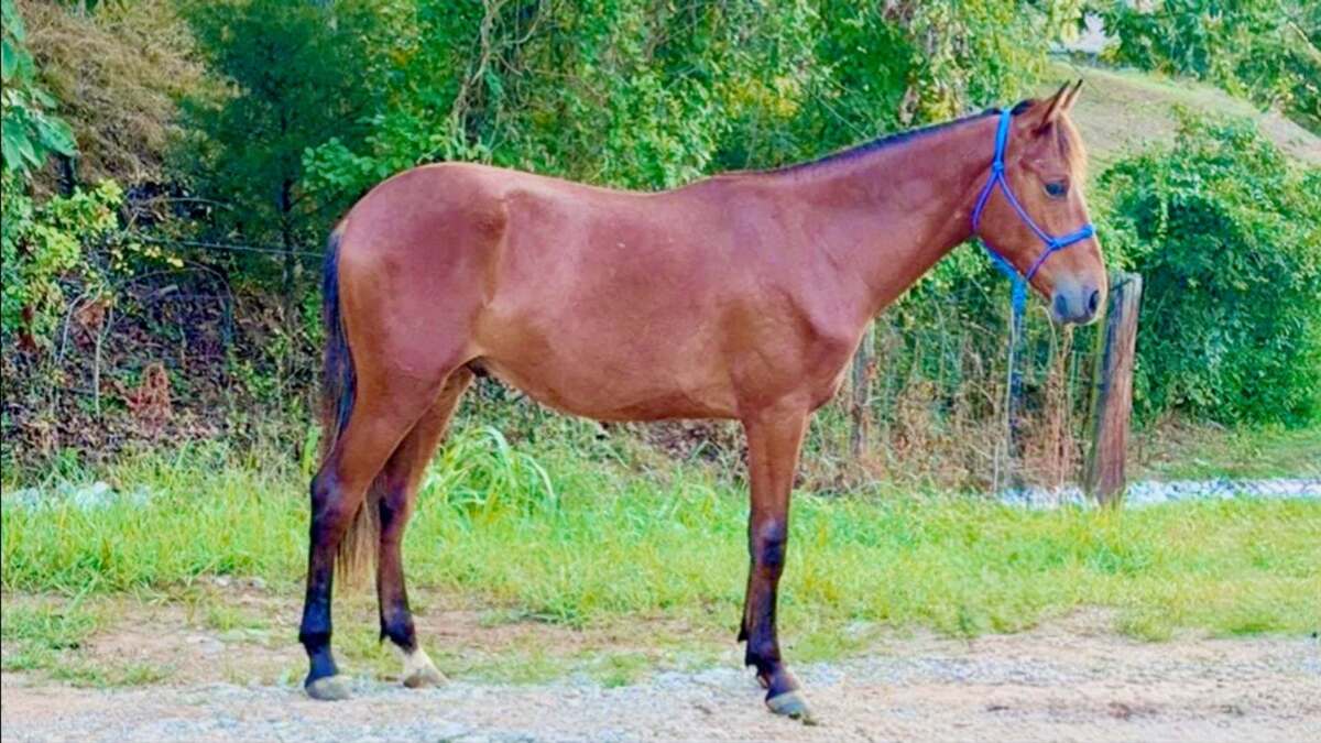 Nabisco, 1yo gelding, 13.0hh