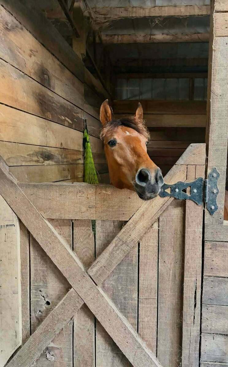 Nabisco, 1yo gelding, 13.0hh