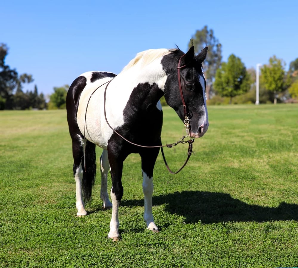 American Quarter Horse, 15yo American Quarter Horse gelding, 14.2hh