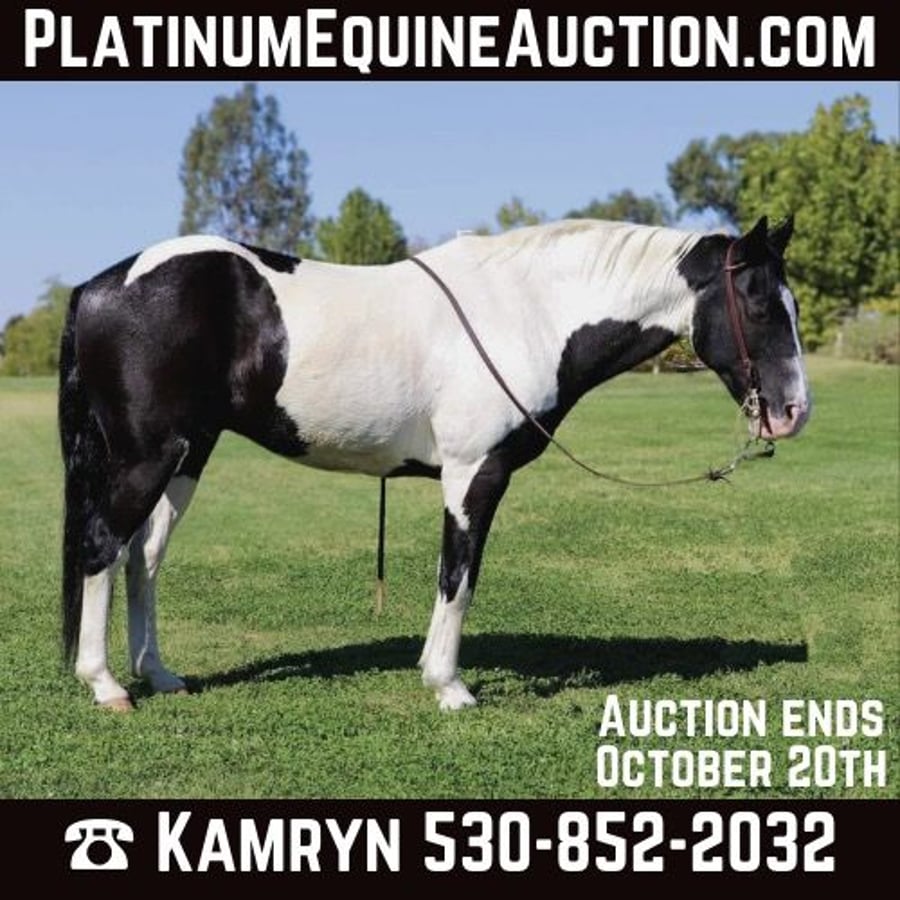 American Quarter Horse, 15yo American Quarter Horse gelding, 14.2hh