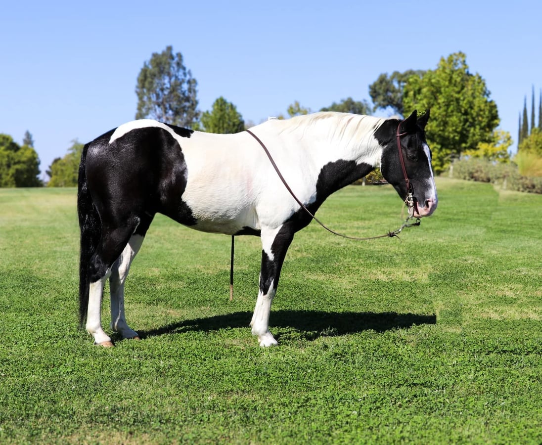 American Quarter Horse, 15yo American Quarter Horse gelding, 14.2hh