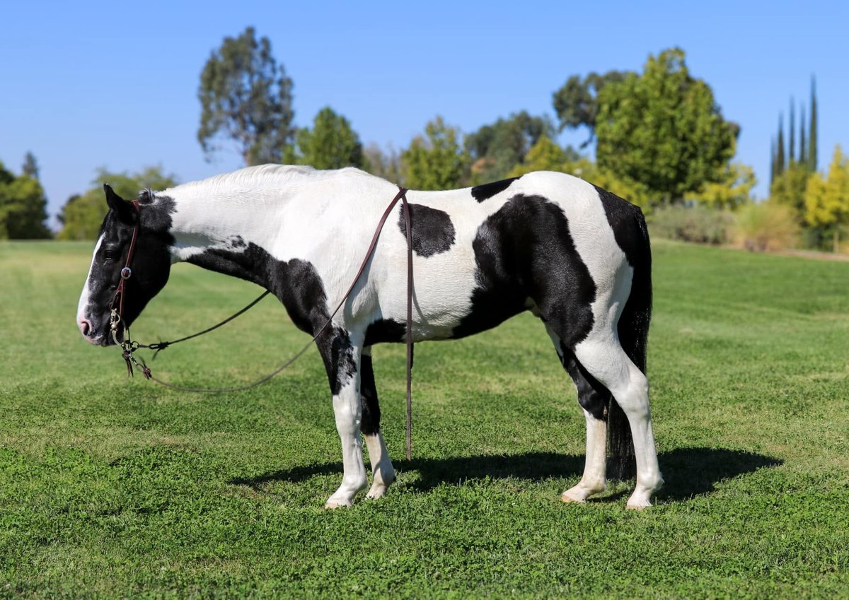 American Quarter Horse, 15yo American Quarter Horse gelding, 14.2hh