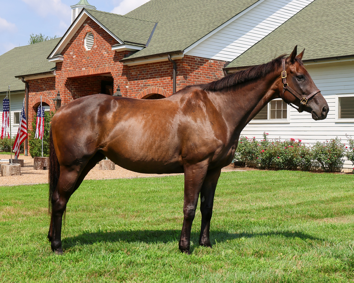 Madame Merlot, 13yo Thoroughbred mare, 16.0hh