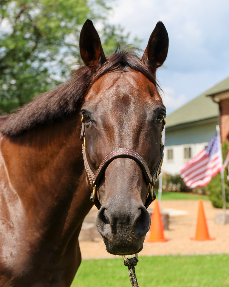 Madame Merlot, 13yo Thoroughbred mare, 16.0hh