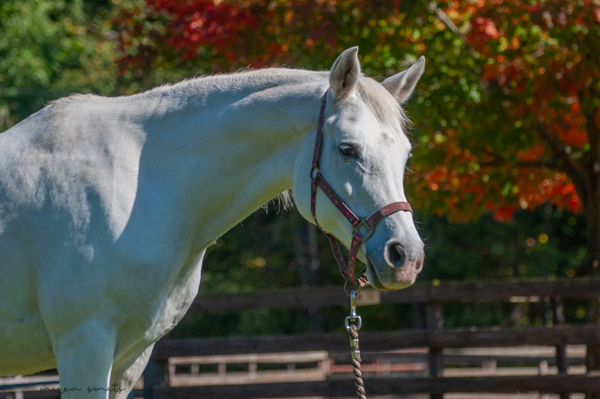 Serafina, 19yo Arabian mare, 14.2hh