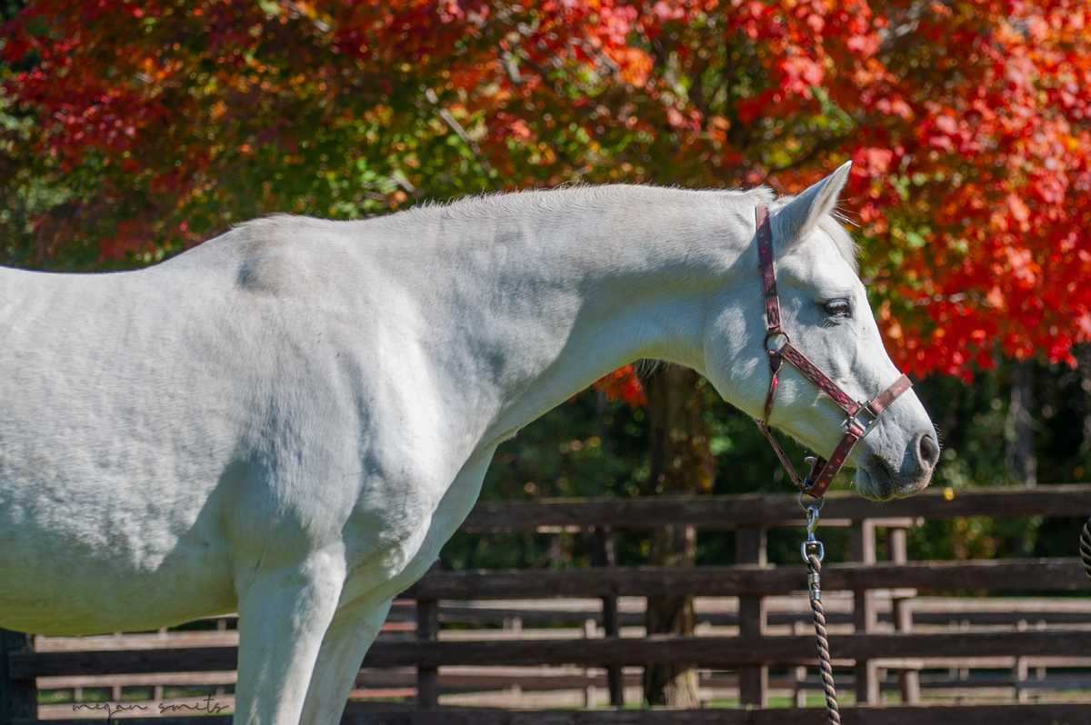 Serafina, 19yo Arabian mare, 14.2hh