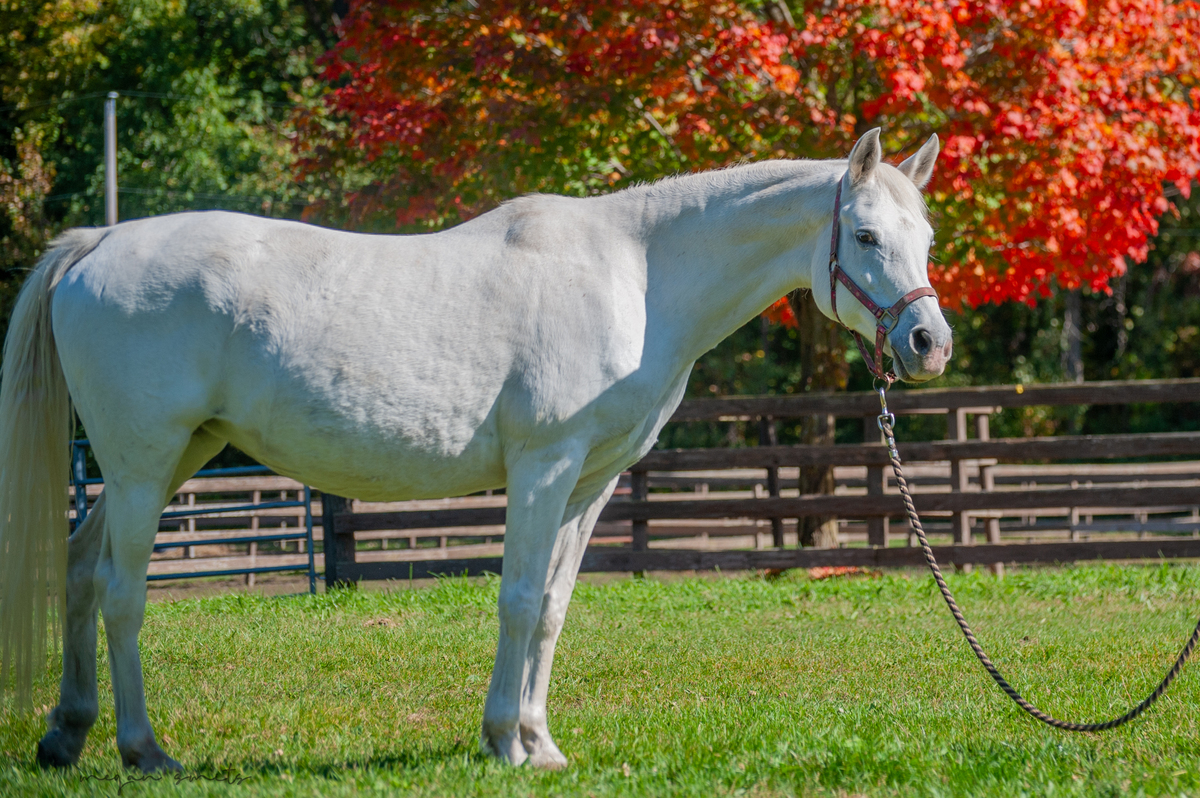 Serafina, 19yo Arabian mare, 14.2hh