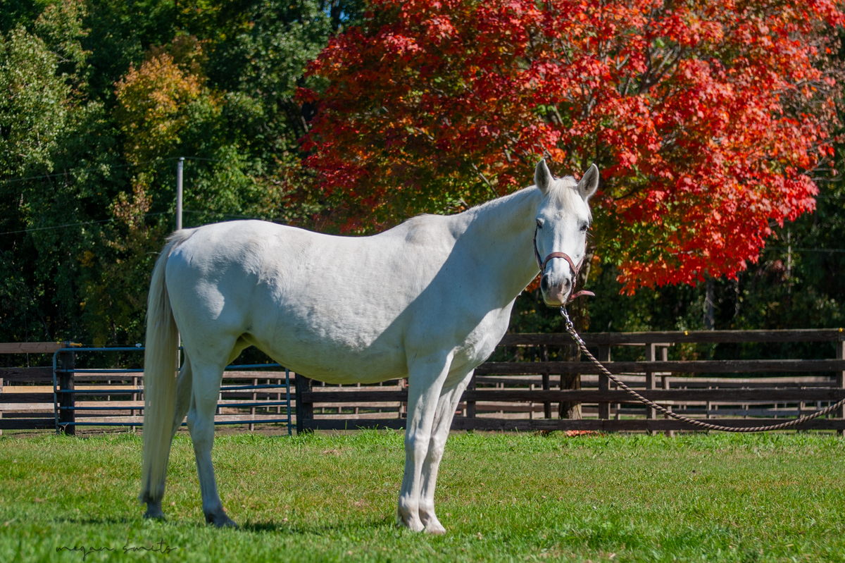 Serafina, 19yo Arabian mare, 14.2hh