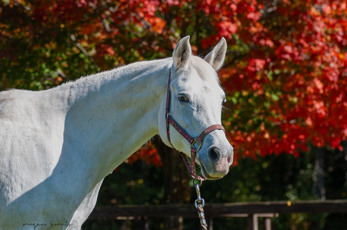Serafina, 19yo Arabian mare, 14.2hh