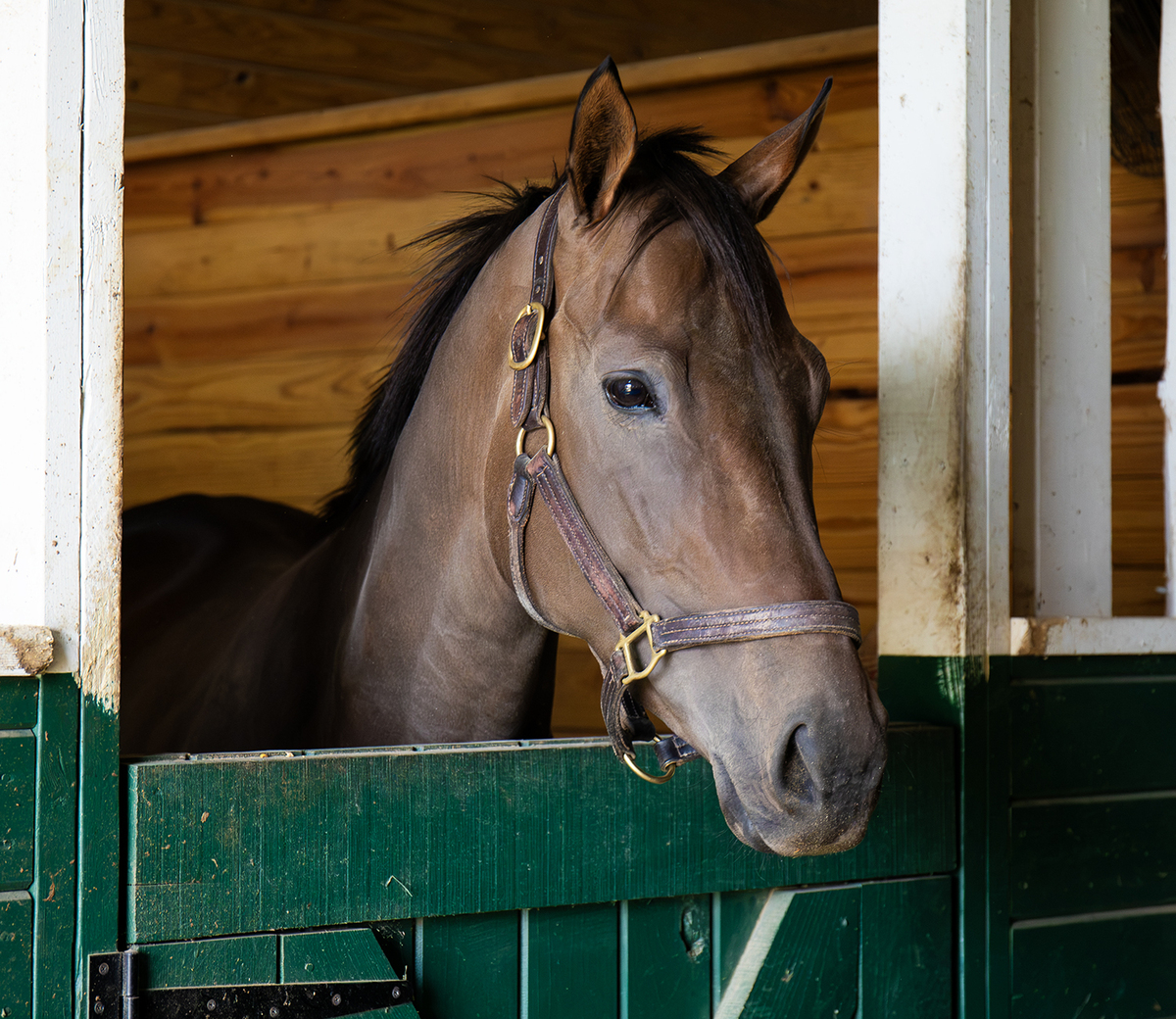 La Scatta, 3yo Thoroughbred filly, 16.0hh