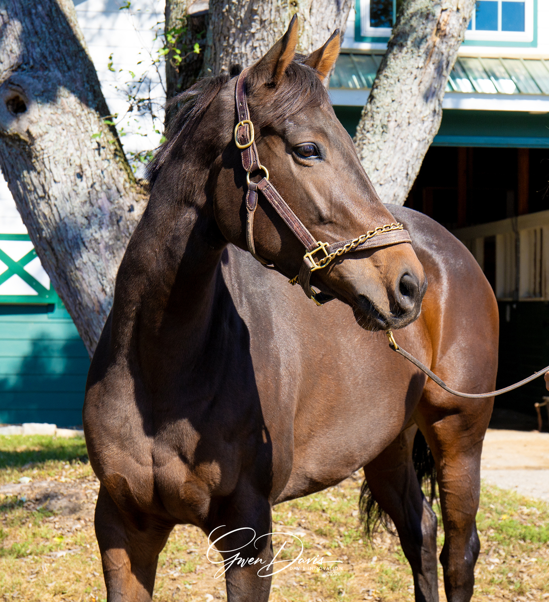 La Scatta, 3yo Thoroughbred filly, 16.0hh