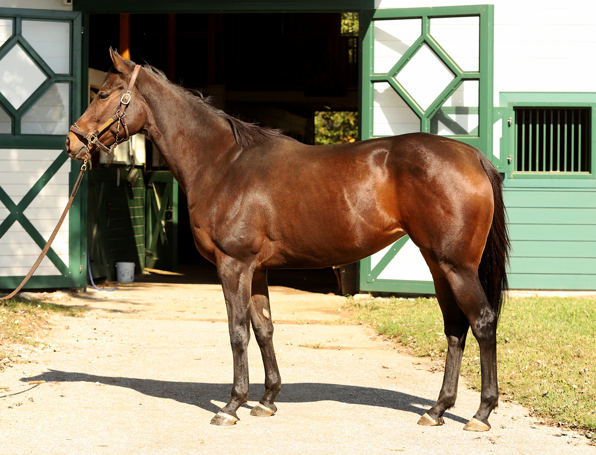 La Scatta, 3yo Thoroughbred filly, 16.0hh