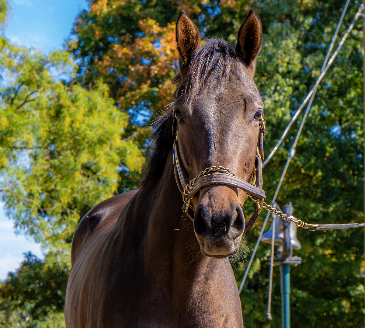 La Scatta, 3yo Thoroughbred filly, 16.0hh