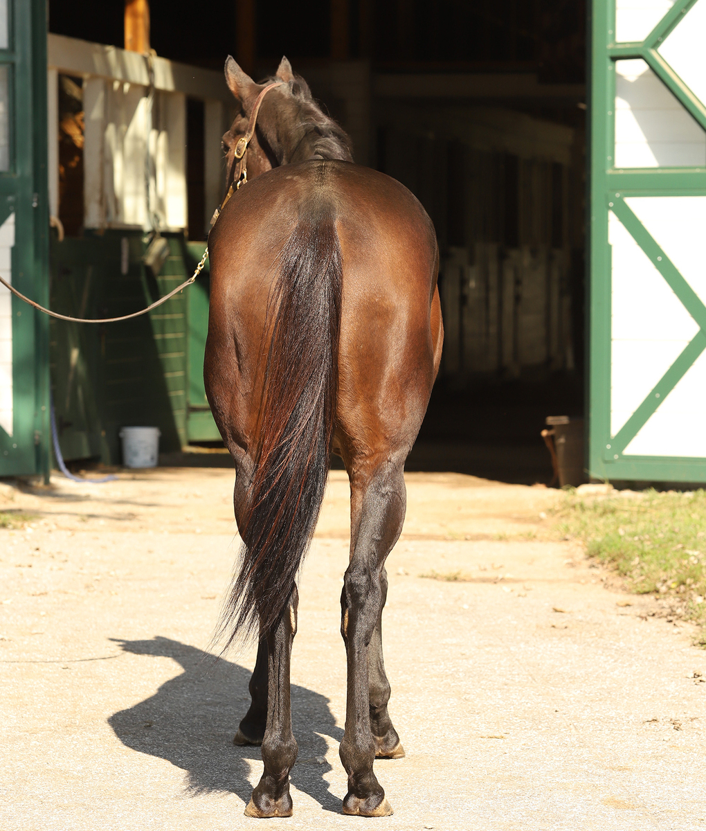 La Scatta, 3yo Thoroughbred filly, 16.0hh