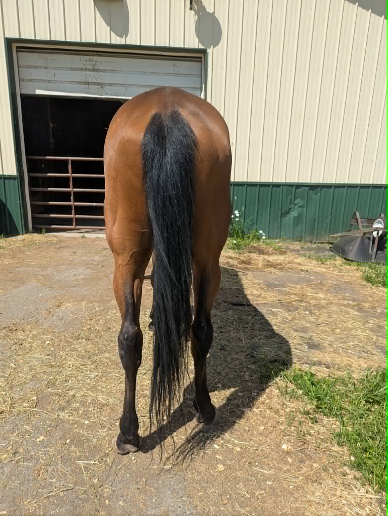 Lil’ Red Hoss, 15yo Thoroughbred gelding, 16.1hh