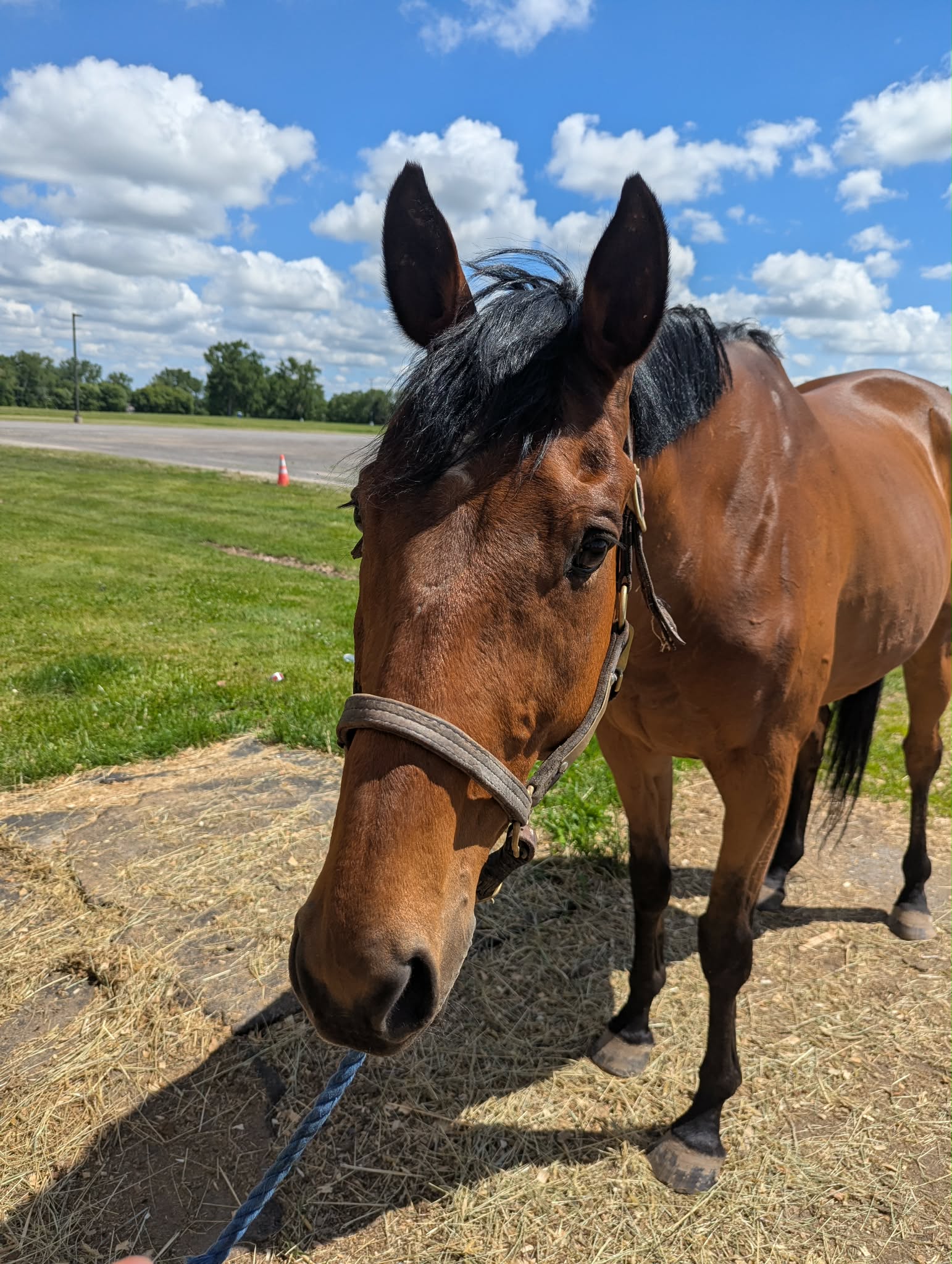 Lil’ Red Hoss, 15yo Thoroughbred gelding, 16.1hh