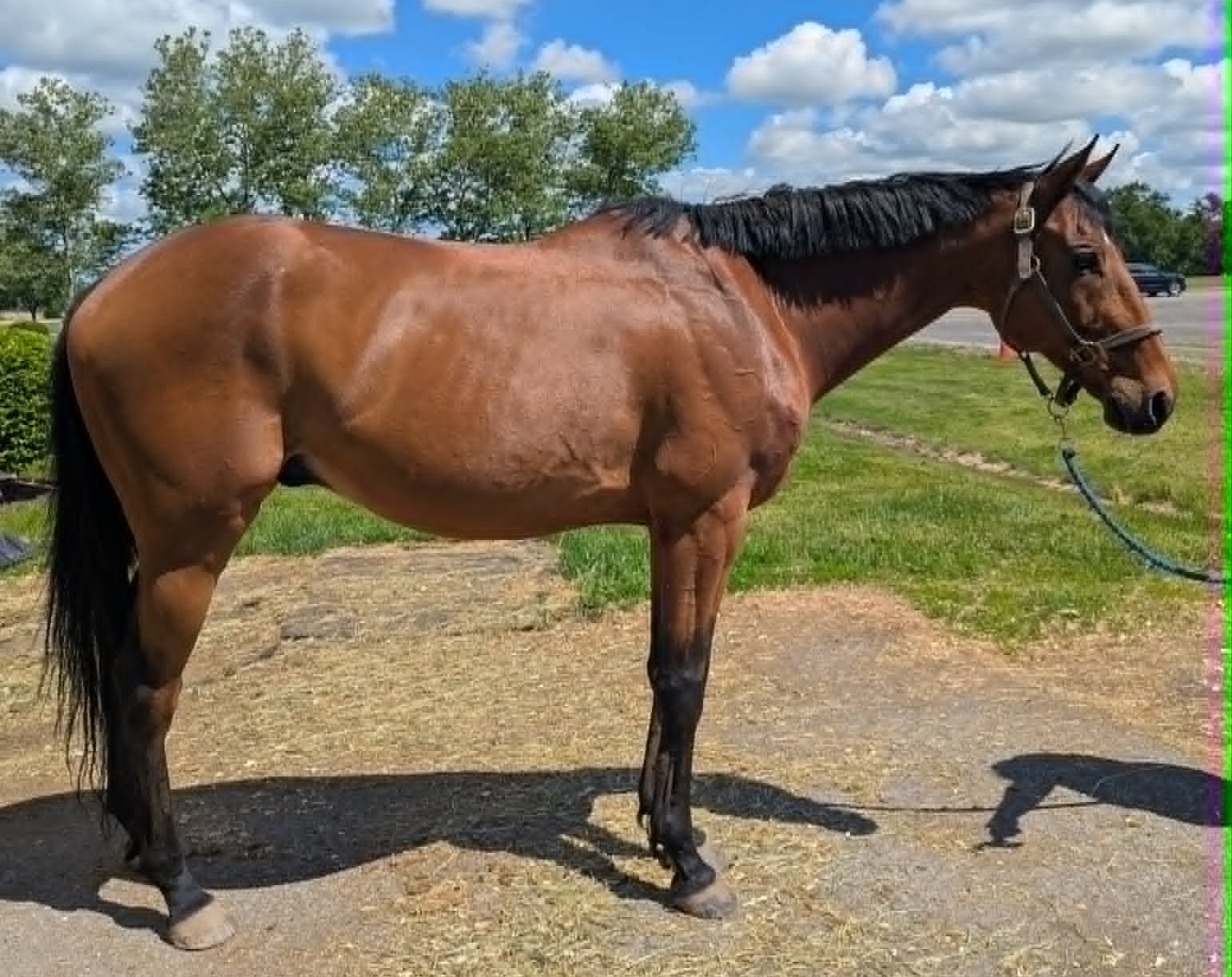 Lil’ Red Hoss, 15yo Thoroughbred gelding, 16.1hh