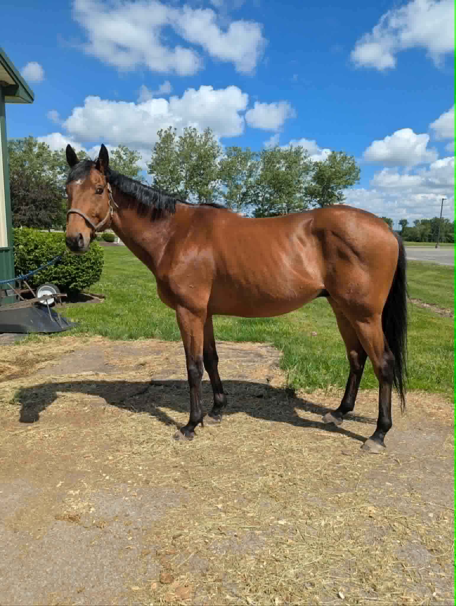 Lil’ Red Hoss, 15yo Thoroughbred gelding, 16.1hh