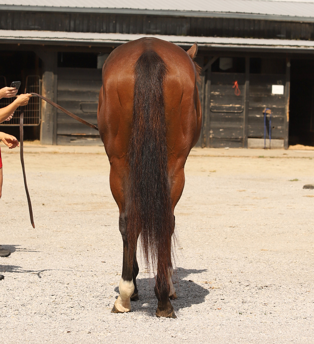 Appraisal, 8yo Thoroughbred gelding, 16.0hh