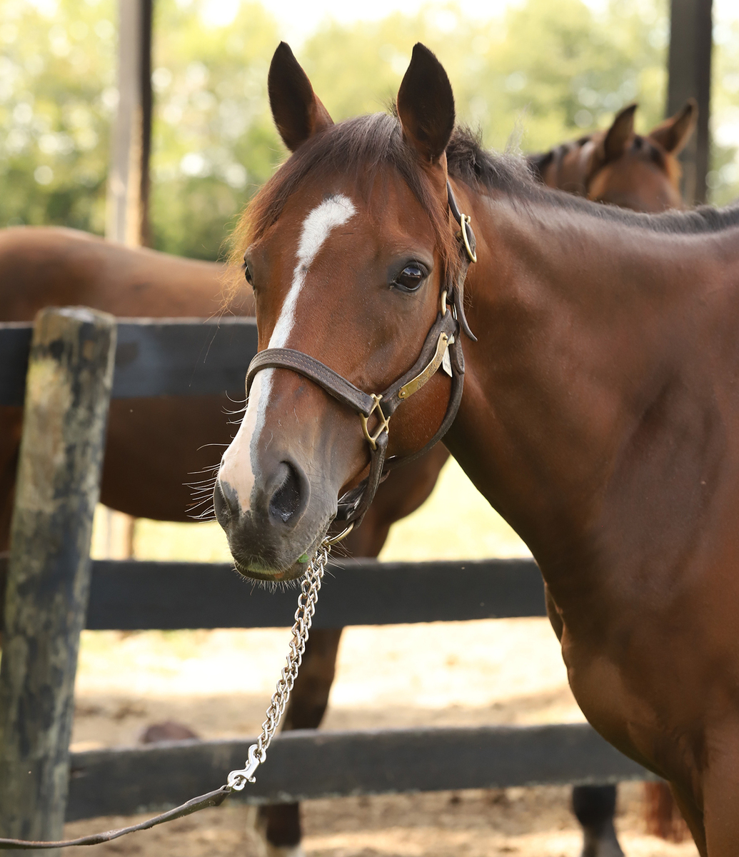 Appraisal, 8yo Thoroughbred gelding, 16.0hh