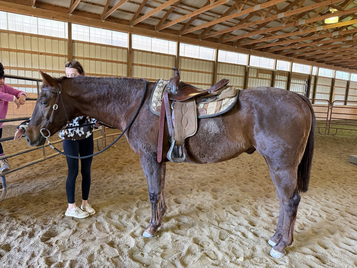 Spartan, 24yo American Quarter Horse/Morgan gelding, 15.1hh