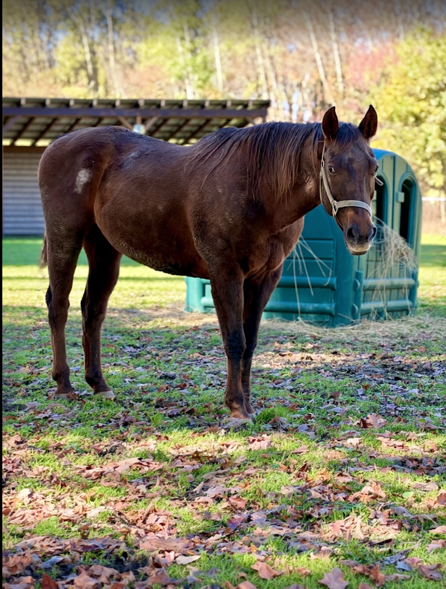 Spartan, 24yo American Quarter Horse/Morgan gelding, 15.1hh