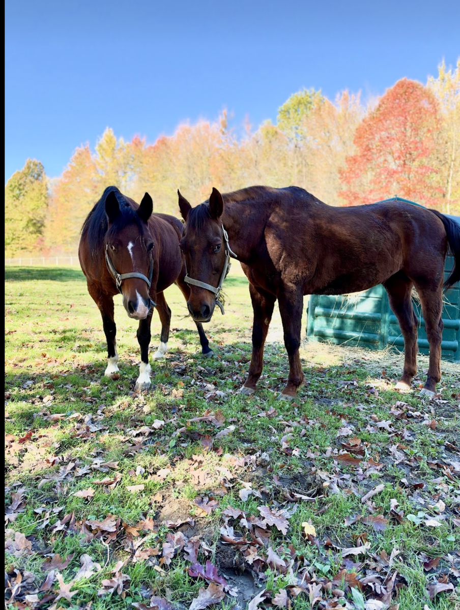 Spartan, 24yo American Quarter Horse/Morgan gelding, 15.1hh