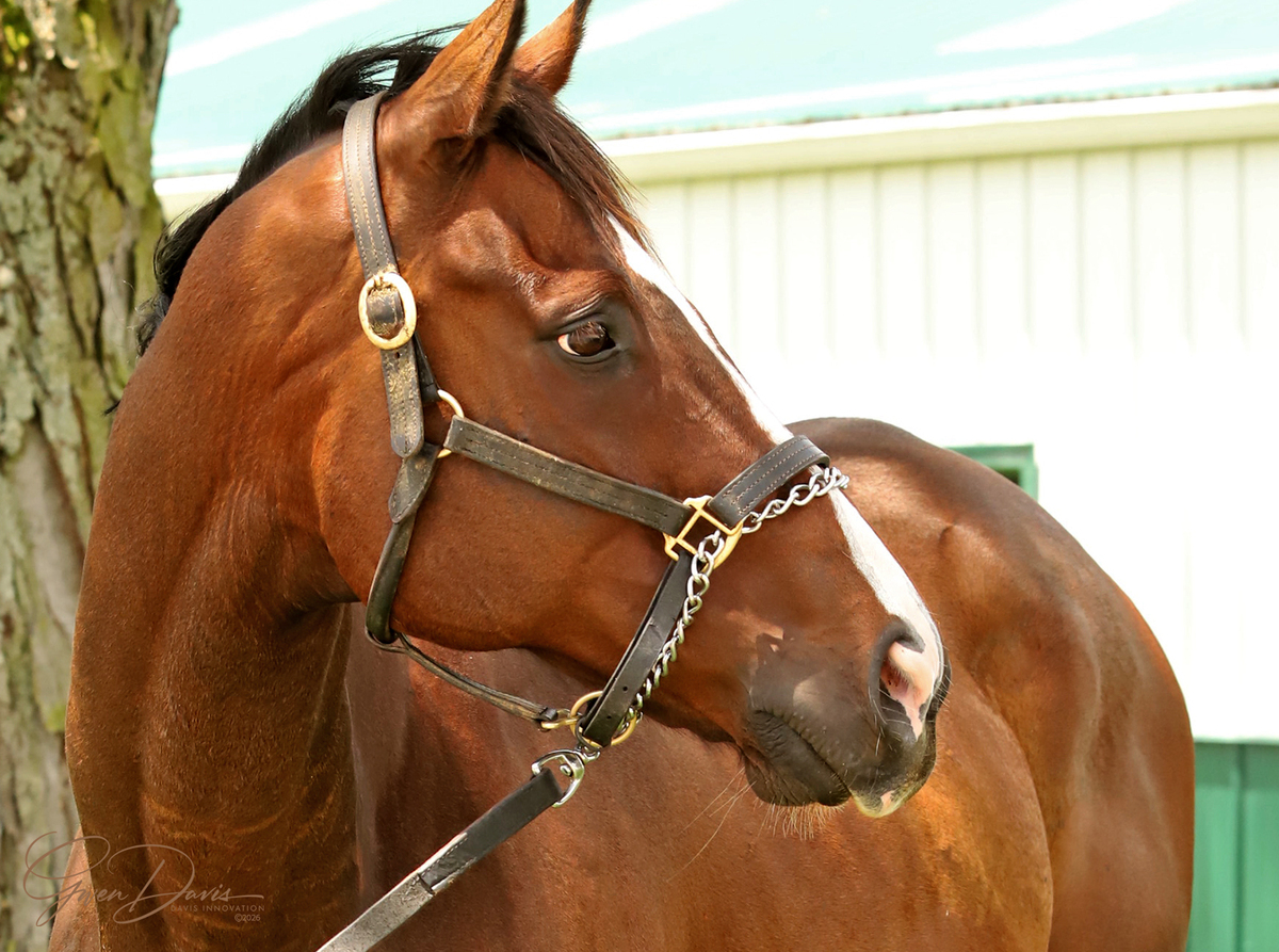 Reigning Warrior, 13yo Thoroughbred gelding, 16.0hh