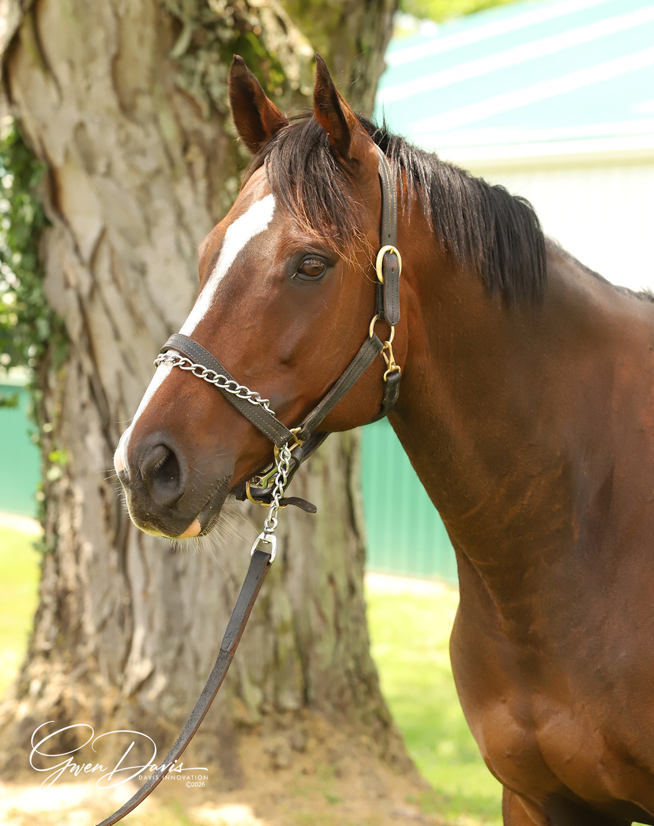 Reigning Warrior, 13yo Thoroughbred gelding, 16.0hh