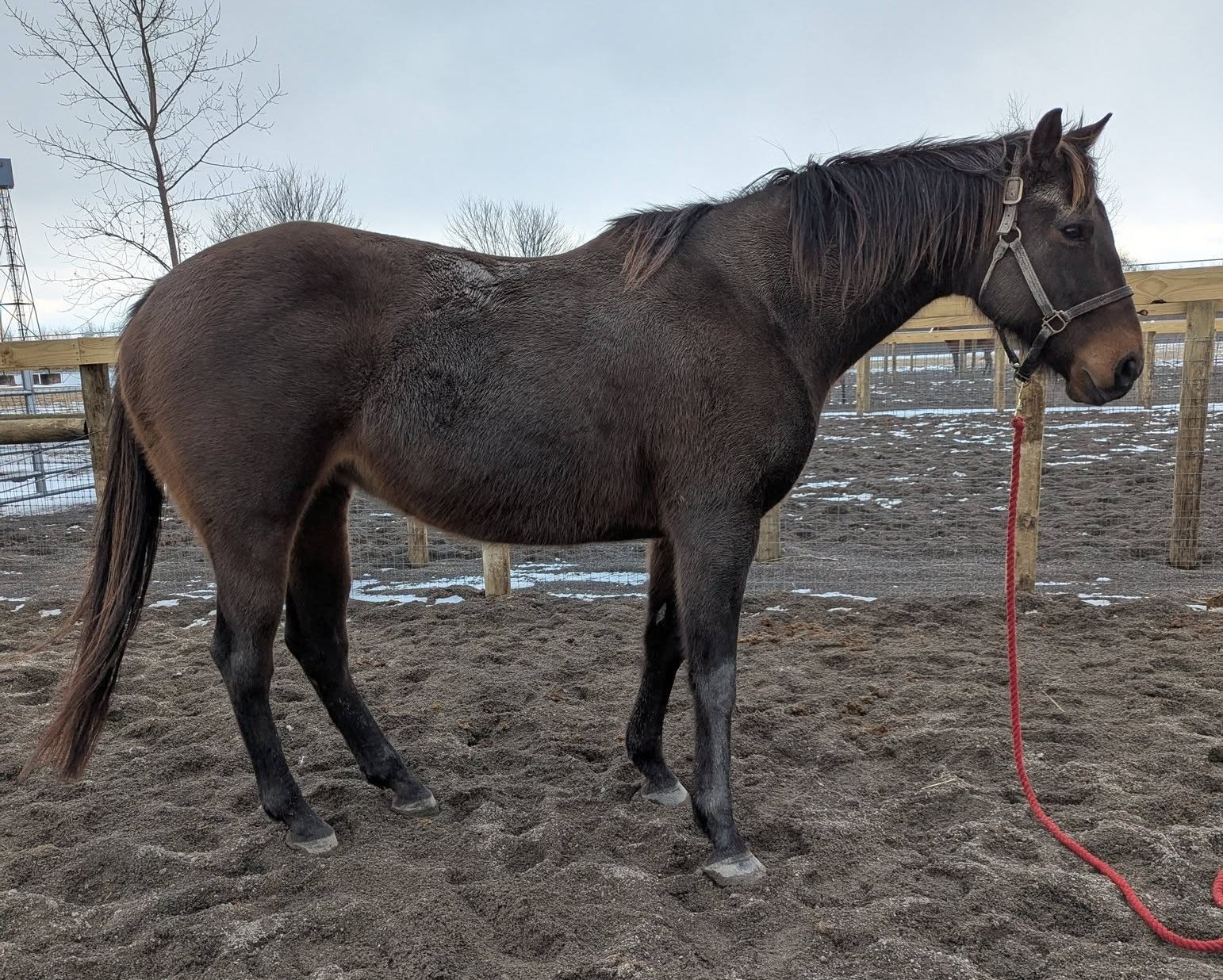 Spontaneous, 11yo Thoroughbred mare, 16.2hh