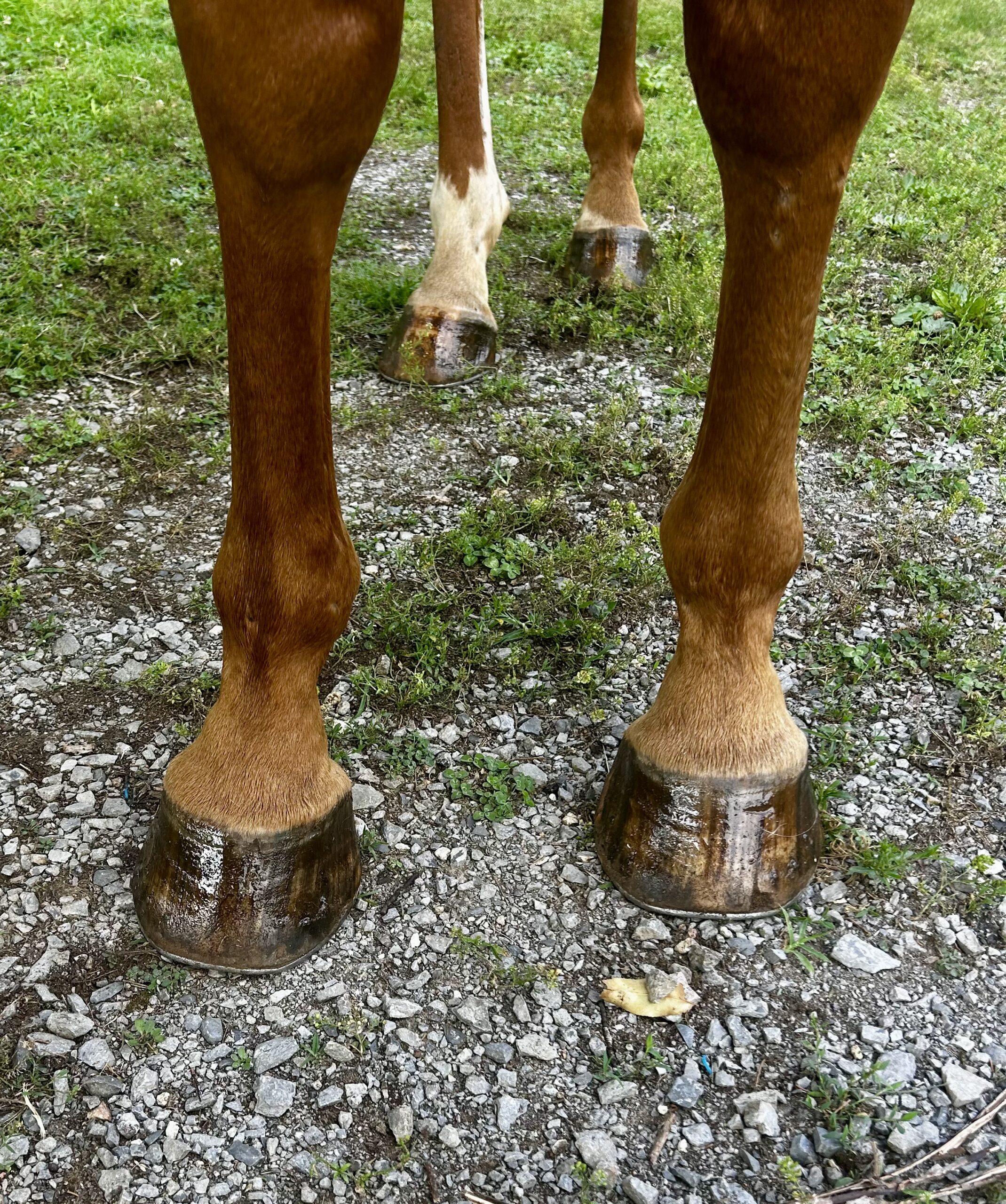 Rooster, 17yo Thoroughbred gelding, 16.1hh