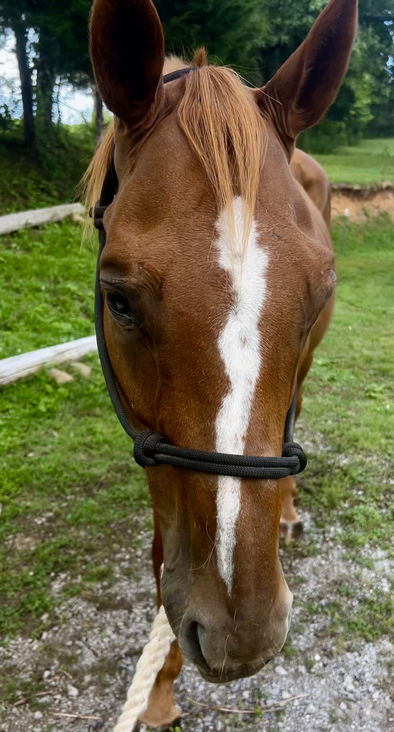 Rooster, 17yo Thoroughbred gelding, 16.1hh