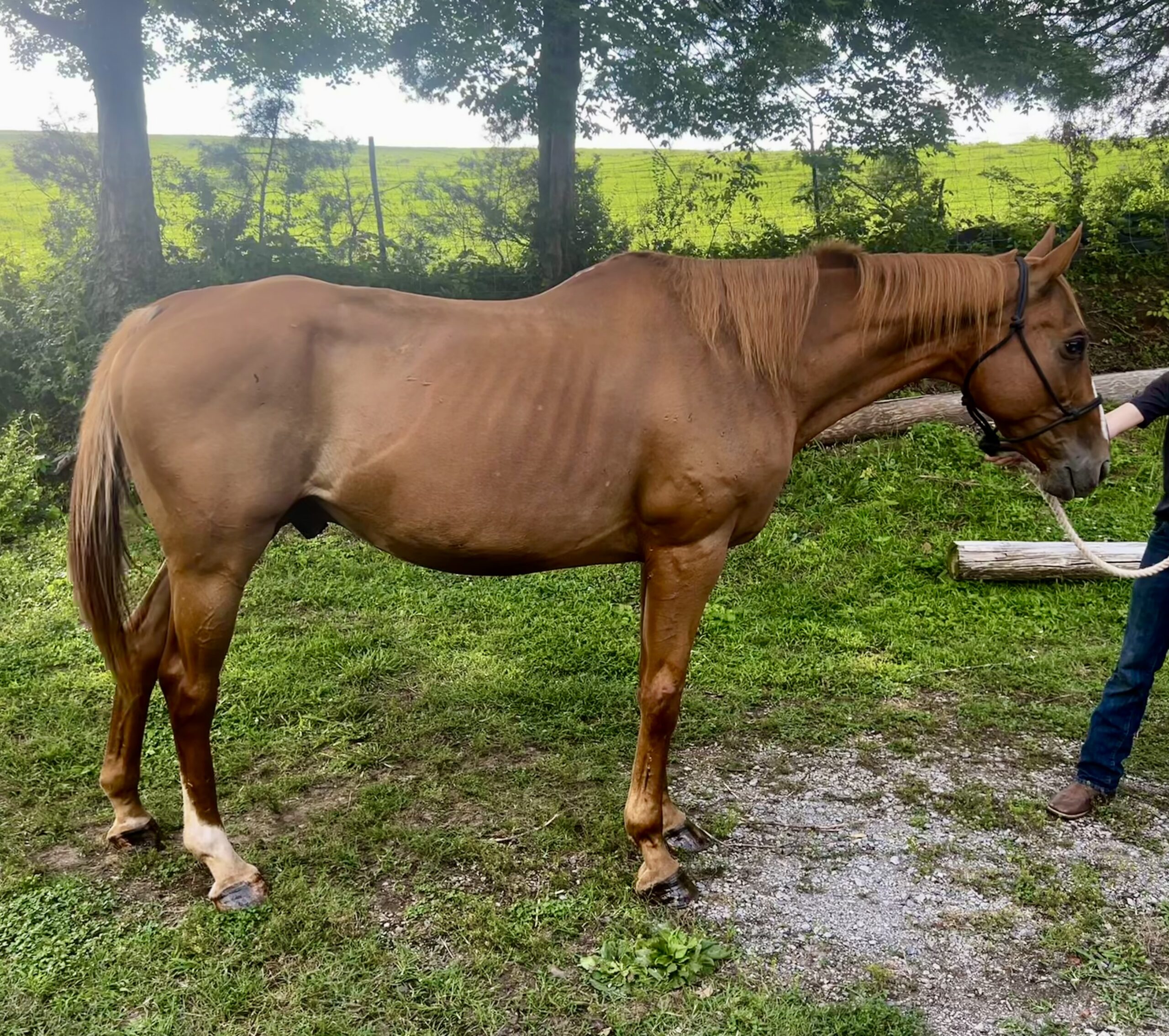 Rooster, 17yo Thoroughbred gelding, 16.1hh
