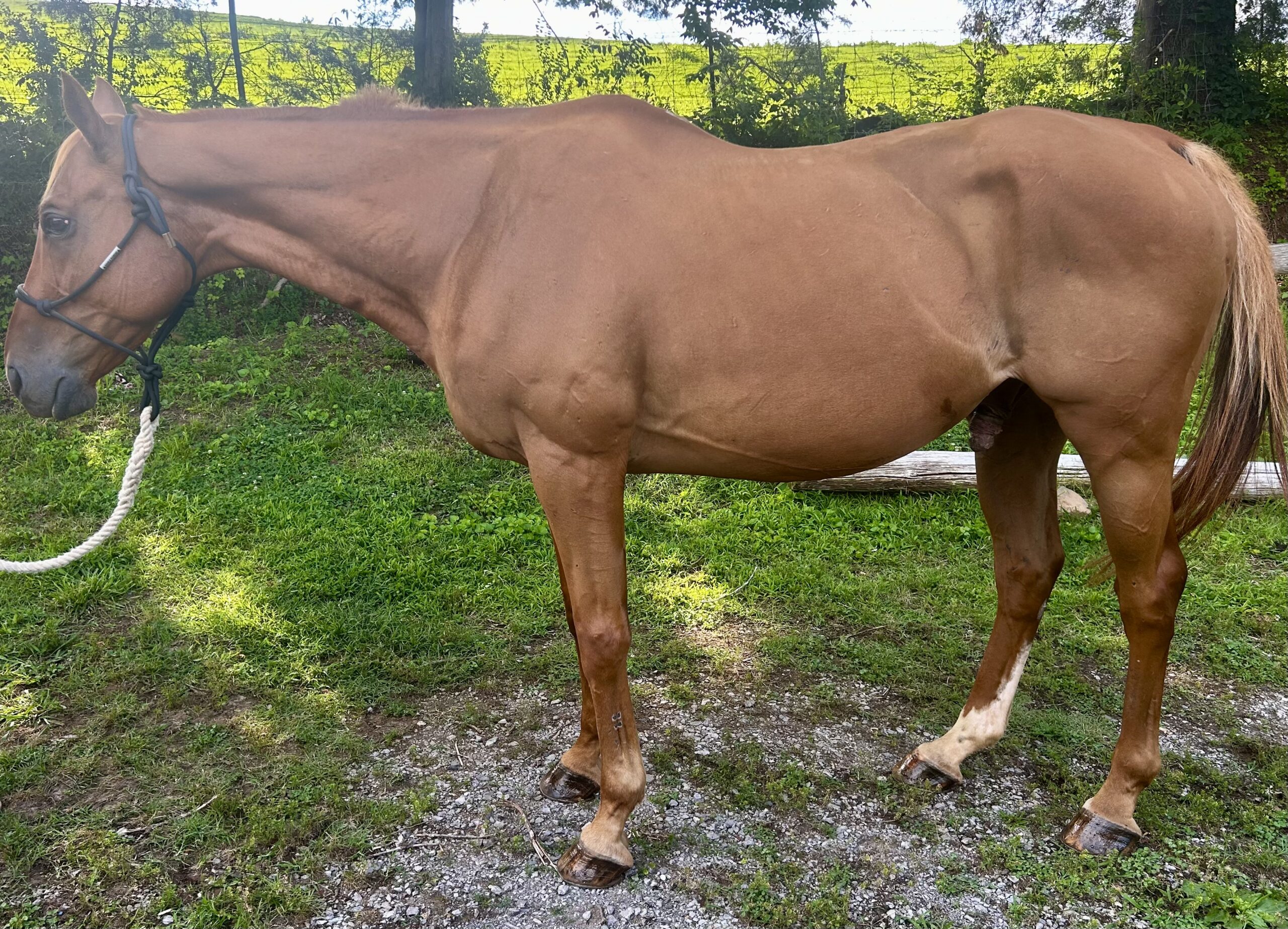 Rooster, 17yo Thoroughbred gelding, 16.1hh