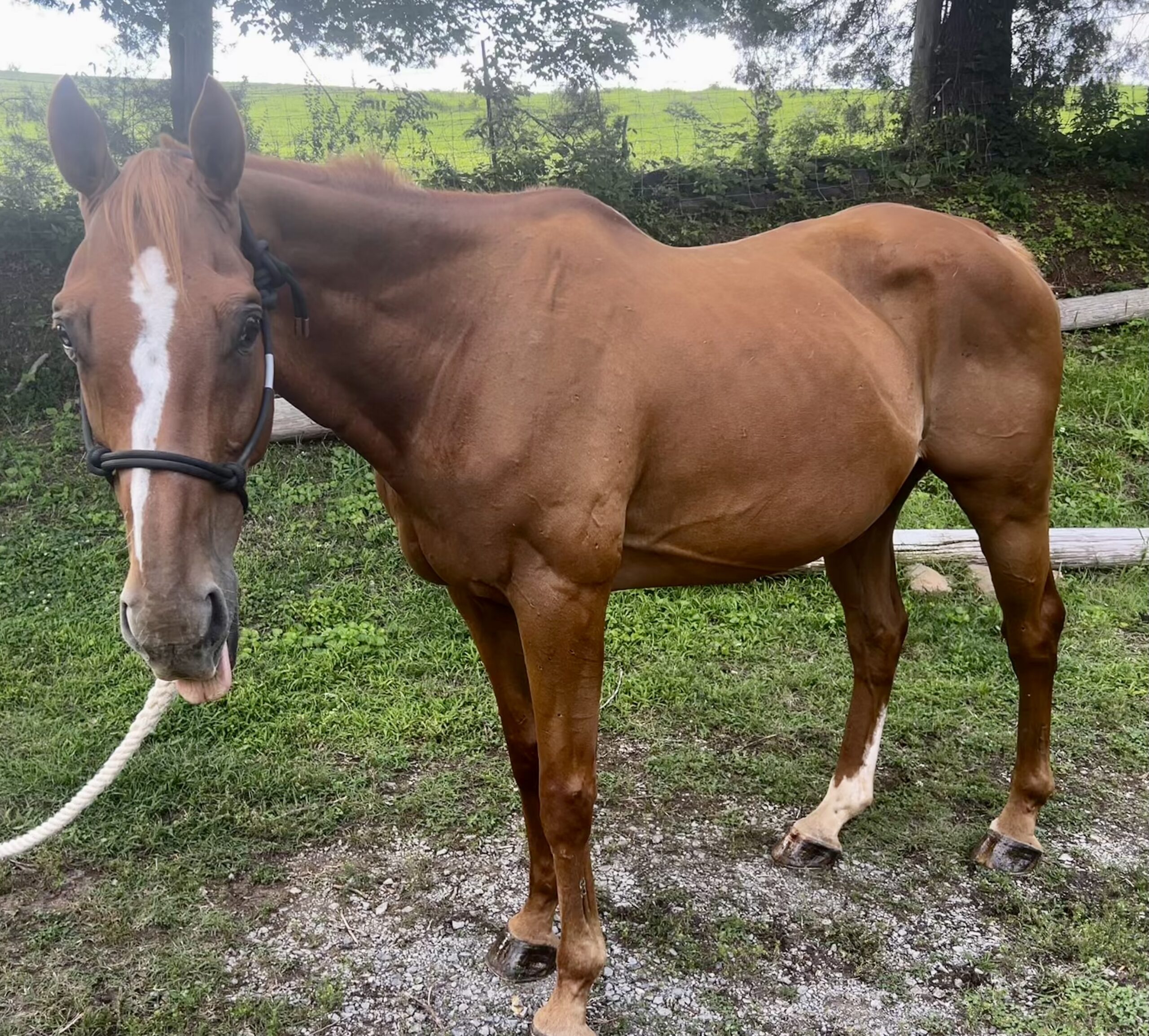 Rooster, 17yo Thoroughbred gelding, 16.1hh