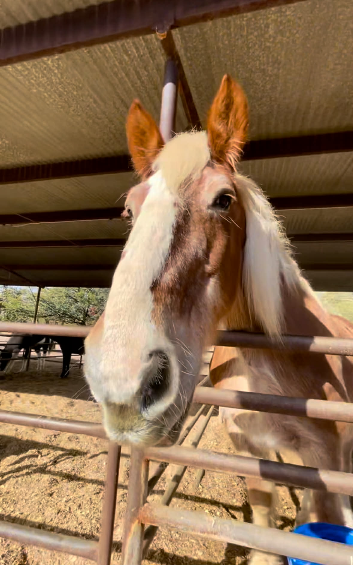 Thea, 20yo Belgian mare, 17hh