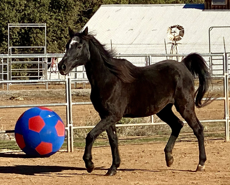 Maia, Arabian mare, 14.3hh