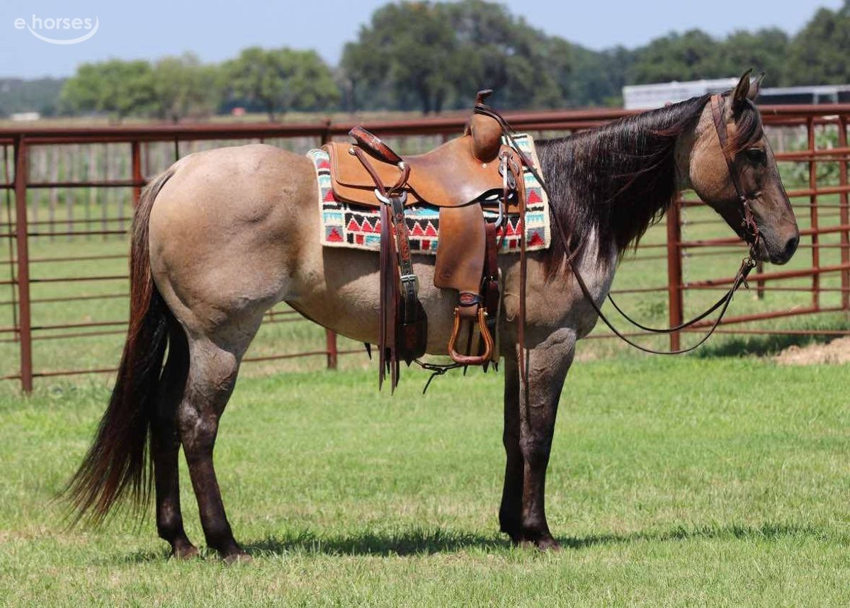 American Quarter Horse, 12yo American Quarter Horse gelding, 14.3hh