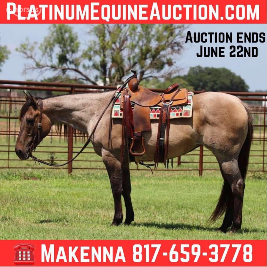 American Quarter Horse, 12yo American Quarter Horse gelding, 14.3hh