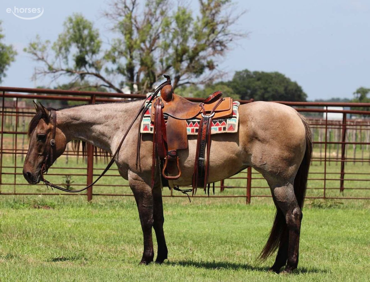 American Quarter Horse, 12yo American Quarter Horse gelding, 14.3hh