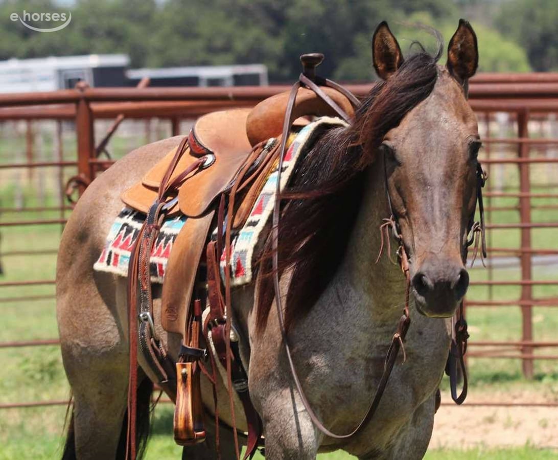 American Quarter Horse, 12yo American Quarter Horse gelding, 14.3hh