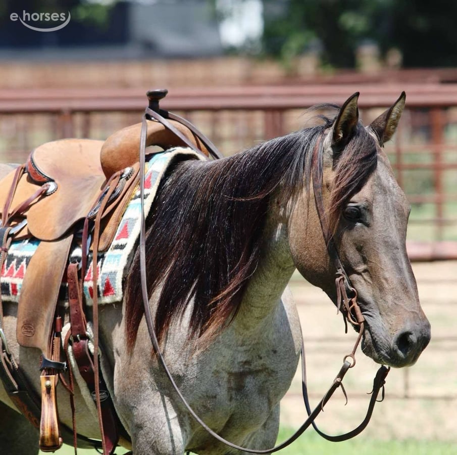 American Quarter Horse, 12yo American Quarter Horse gelding, 14.3hh