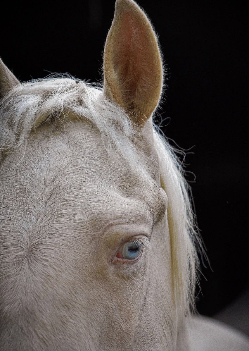 Clyde, 3yo gelding, 14.1hh